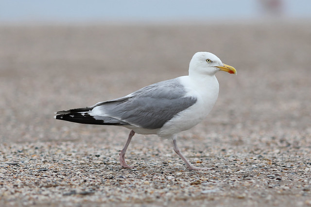 Walking seagull