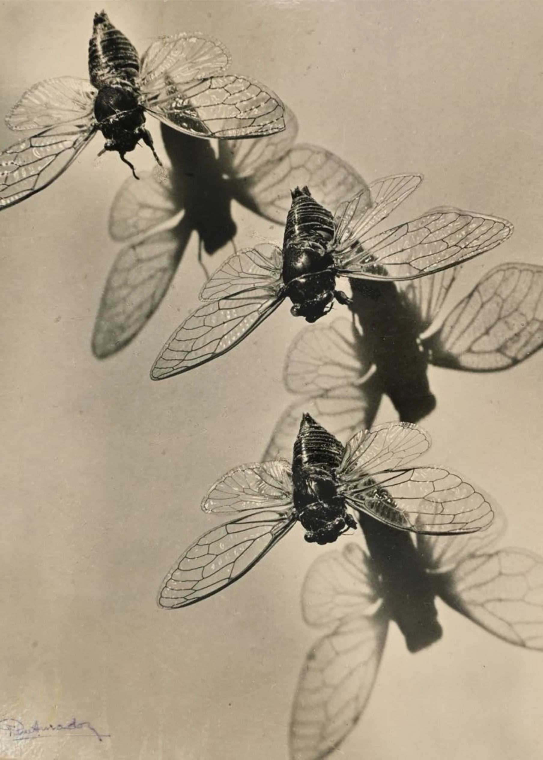 Pierre Auradon :: Cicadas in Flight | Cigales plébéienne méditerranéenne, vers 1950. | src MutualArt and eBay