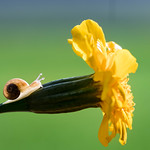 baby snail and marigold
