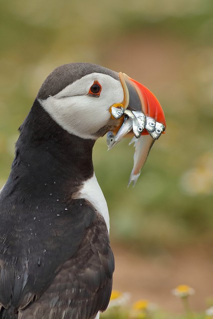 Puffin with dinner