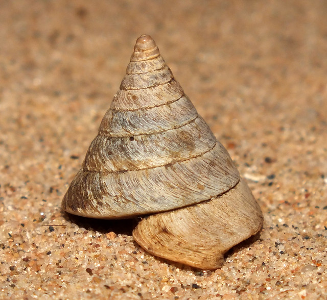 Land snail (Coliolus thrix)