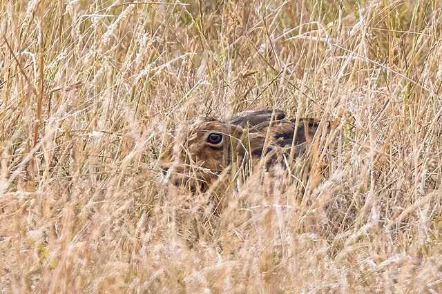 Hidden Hare