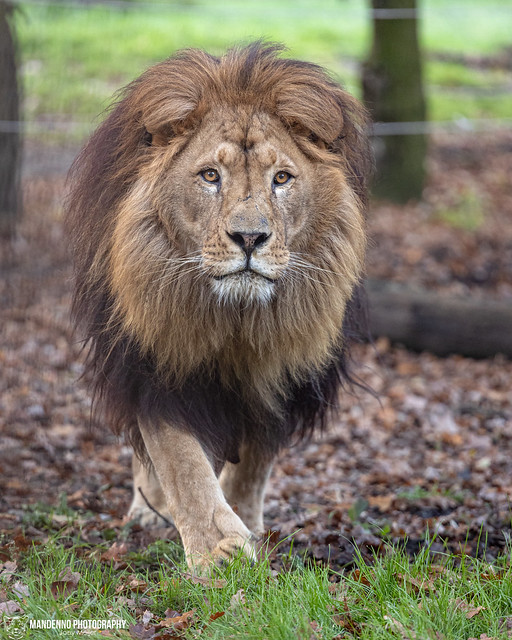 African Lion - Pakawi Park