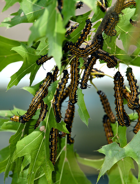 Orange-striped Oakworm Caterpillars
