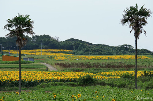 Arige Sunflower Field