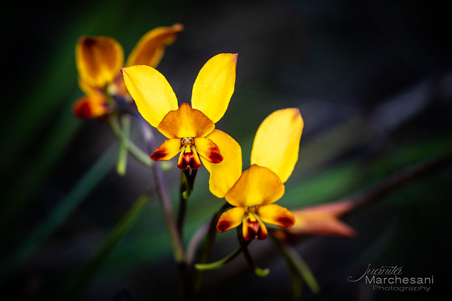 Diuris corymbosa - Donkey Orchids