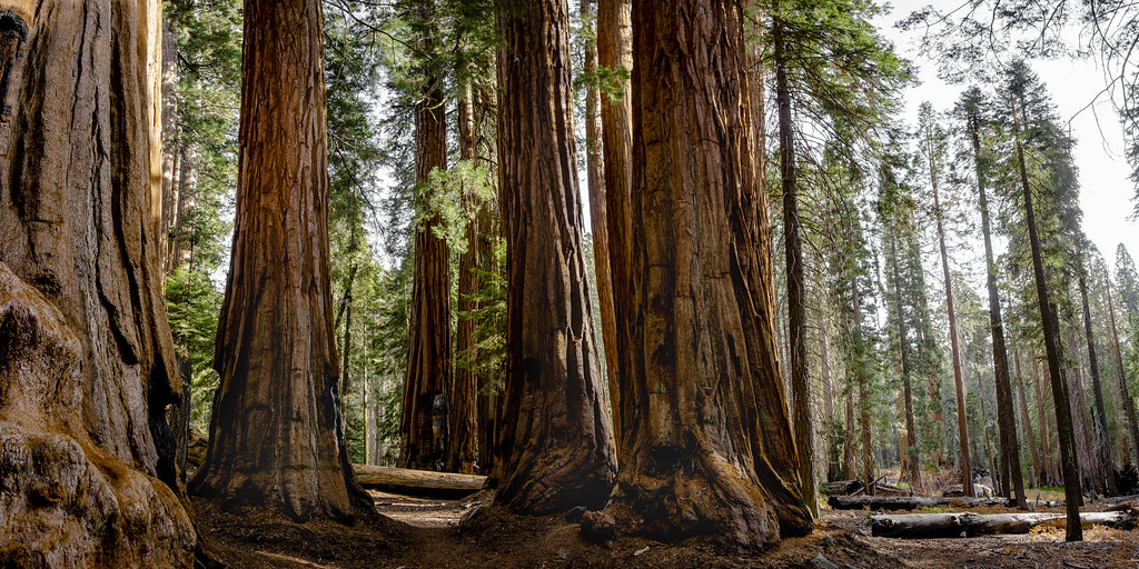 sequoia trees