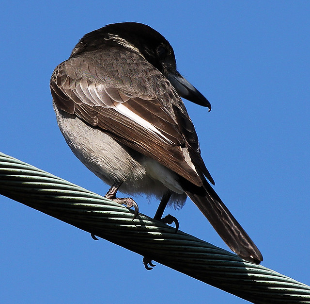 Grey Butcherbird, Cracticus torquatus