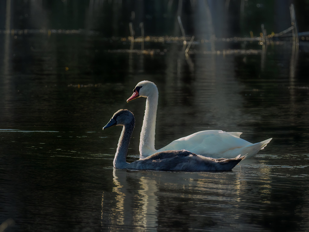 Höckerschwäne - Mute swans