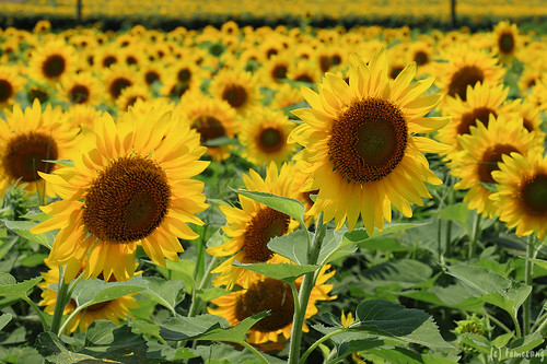 Arige Sunflower Field
