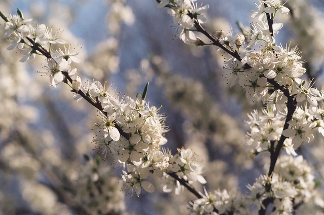 Flowers from a cherry tree