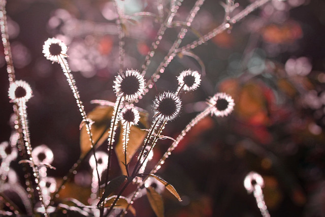 Play with Light and Bokeh