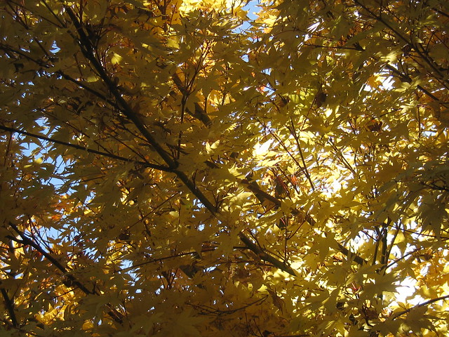 A Canopy of Golden Japanese Maple Stars - Preston