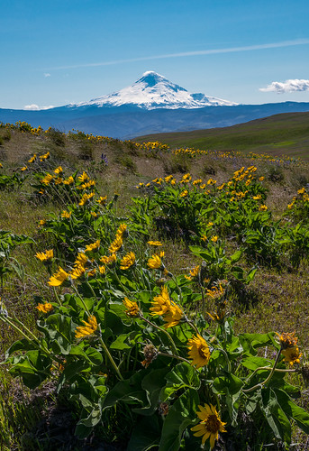 Forced to Attention by courtney_meier, Spring groupings of Balsamroot (<em>Balsamorhiza sp.</em>) focus their attention in an easterly dire