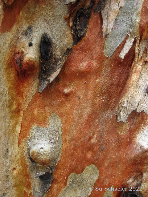 Trees (4 of 4) - Close up of bark with strong metallic sheen