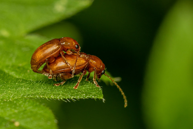 Flea Beetles (Neocrepidodera transversa)