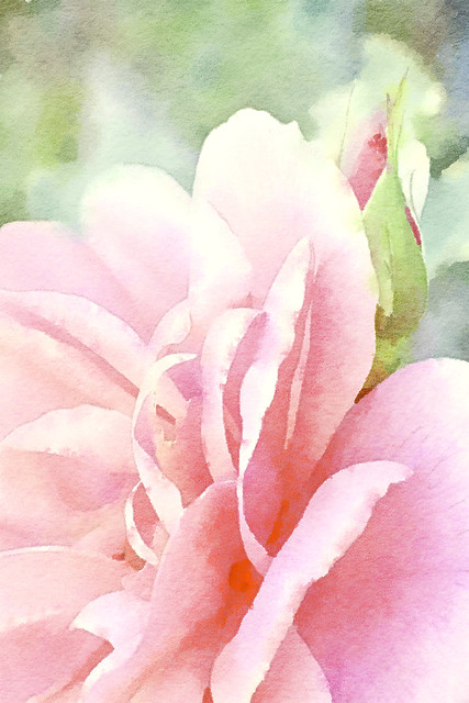 Romantic Watercolor Painting of Macro Photography Flower