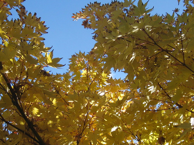 A Canopy of Golden Japanese Maple Stars - Preston