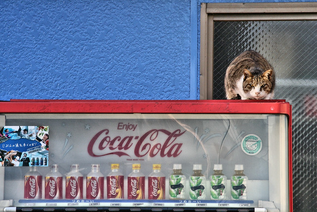 Cat on a Hot Tin Coke Machine