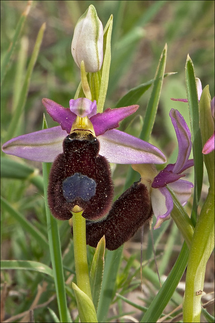 Ophrys-bertolonii_3