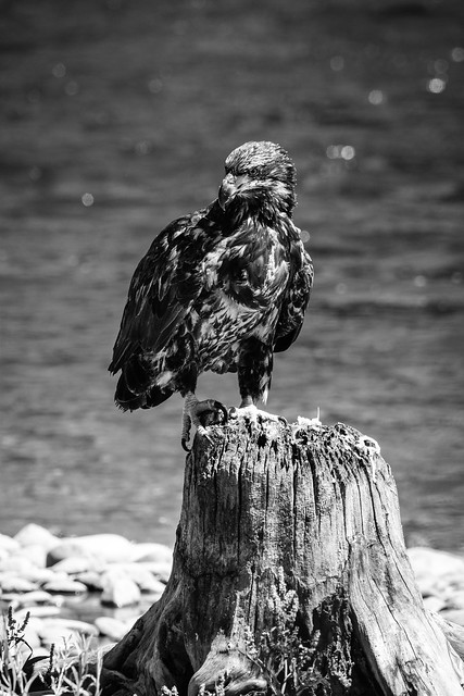 Juvenile bald eagle near the Snake River, Grand Teton National Park. August, 2022.