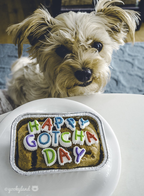 8/12 Alyeska: Happy Gotcha Day!