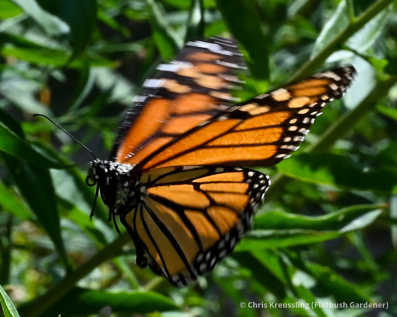 Female monarch butterfly visiting flowers of swamp milkweed in my front yard, 2022-08-07