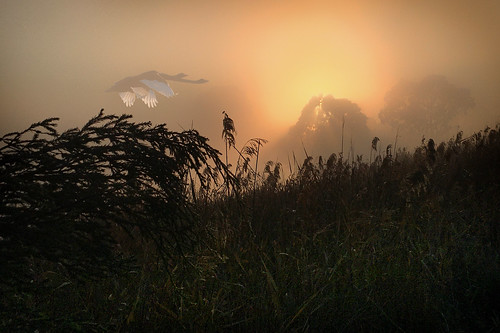 fog sunrise blackswan inflight vanillafudge velvet bunurong braeside phaedra wpd22nature