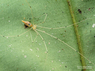 Daddy-long-legs spider (Pholcidae) - P6099885