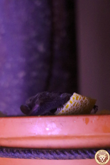Pallas-Blütenfledermaus (Glossophaga soricina)