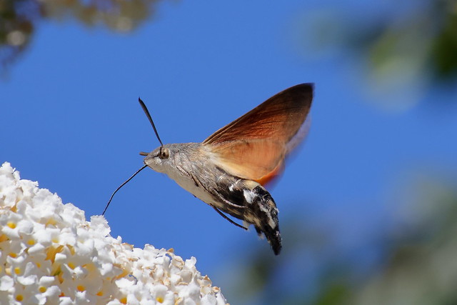 R7 Hummingbird Hawk-Moth (Macroglossum stellatarum)