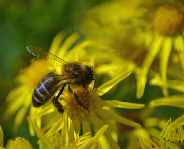 honey bee on ragwort