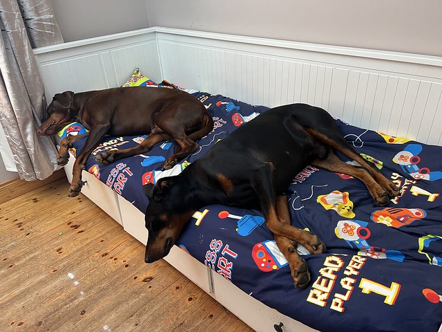 Too Hot Outside For Dobies Kaiser and Saxon