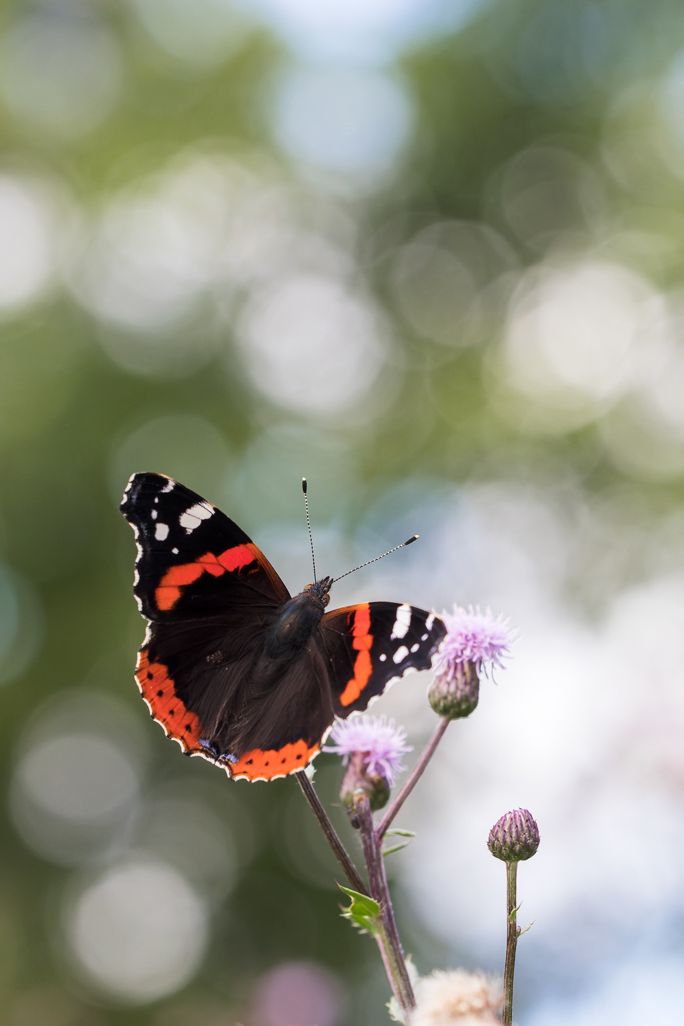 Vanessa atalanta | amiral | Red Admiral