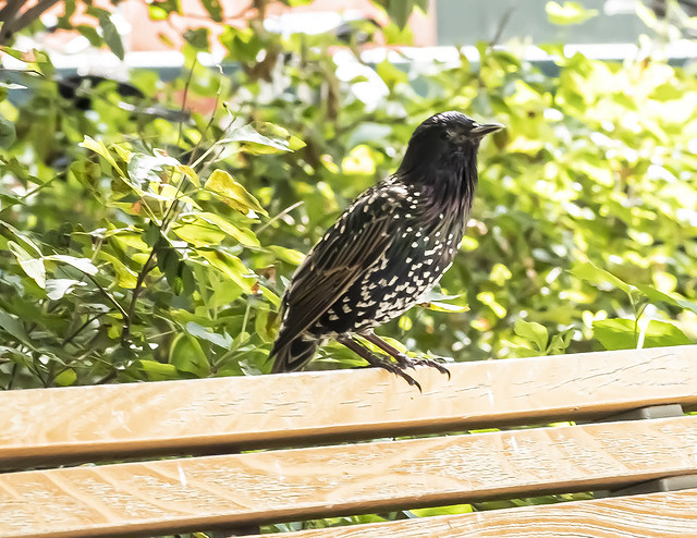 Bird Perched on Bench in LES Gardens
