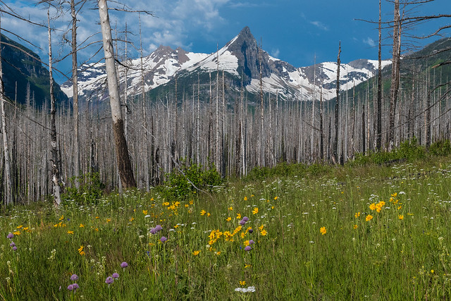 Burned trees, wildflowers and snow capped mountains