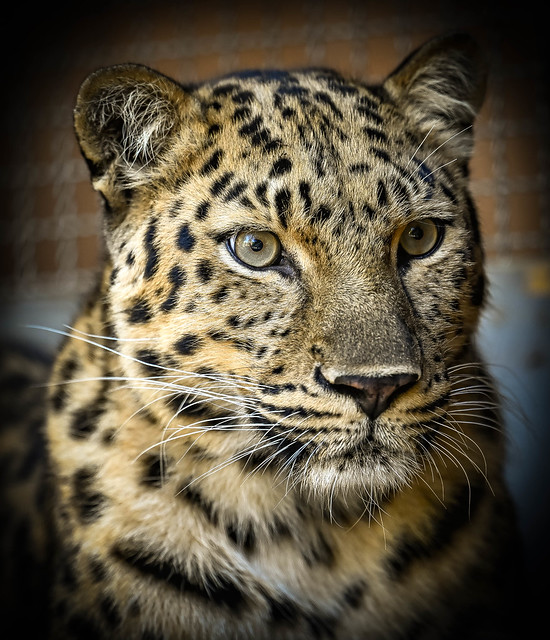 Satka - female Amur Leopard