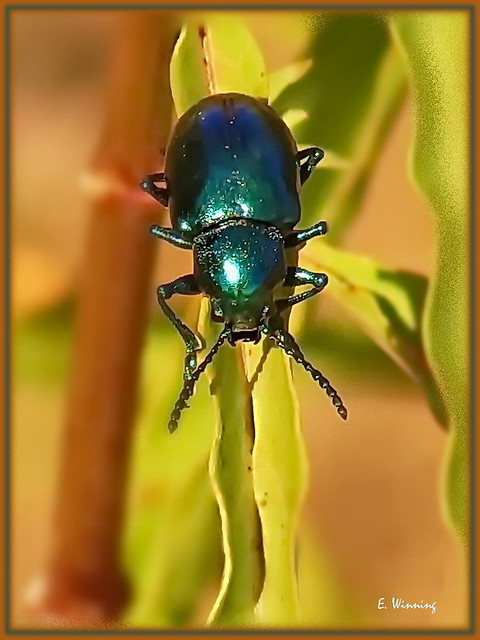 Dogbane Leaf Beetle 0287a