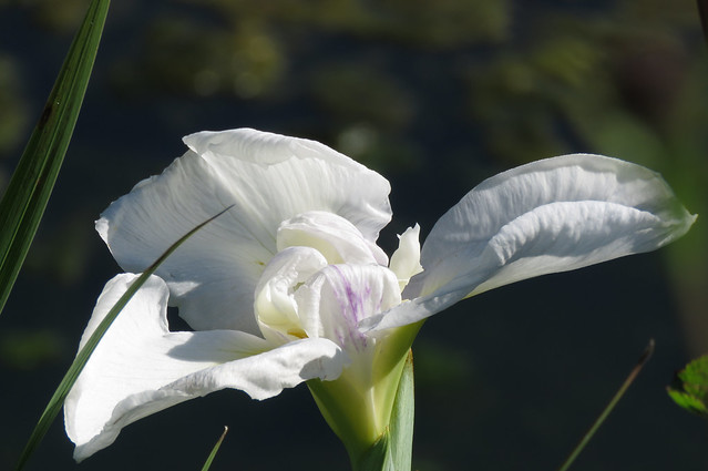 White Iris!