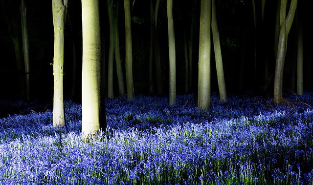 Bluebells in the woods at evening. Cornwall UK. (Holiday memory)