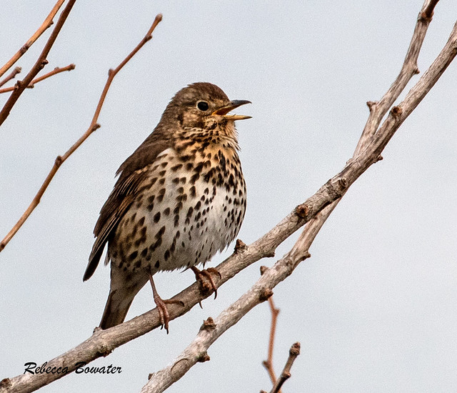 Song Thrush that sings all morning in our garden