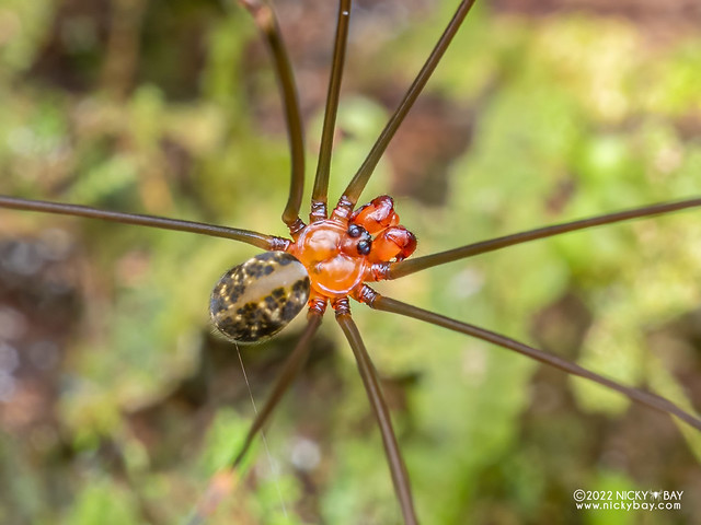 Daddy-long-legs spider (Pholcidae) - P6099765x