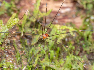 Daddy-long-legs spider (Pholcidae) - P6099765
