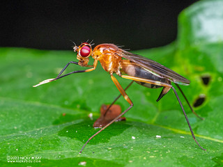 Stilt-legged fly (Taeniapterinae) - P6099936