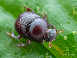 Dung beetle (Scarabaeidae) - P6099767