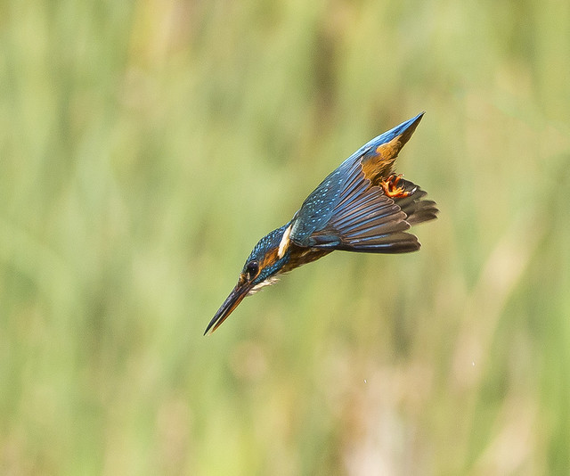 Kingfisher  Lincolnshire England August 2022