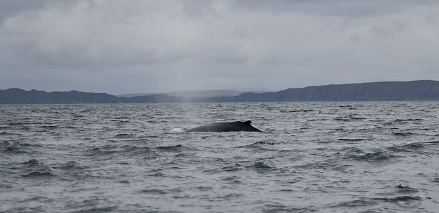 Humpback Whale off the coast of Lewis