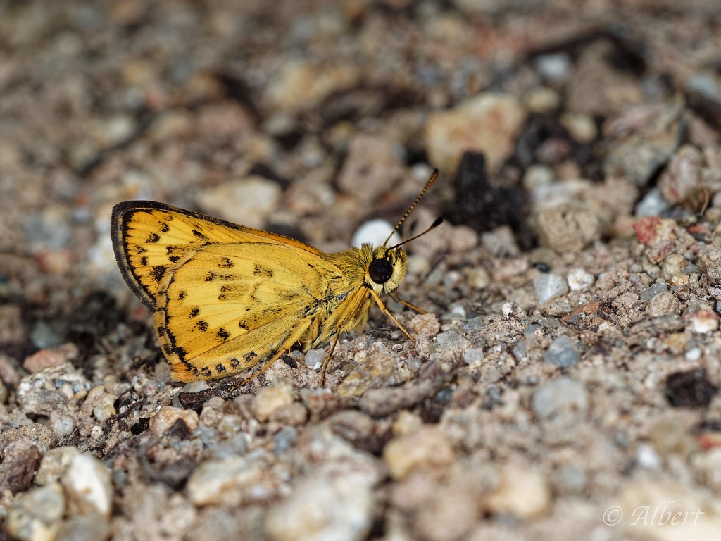 20220812-P8122213_DxO-A822-Potanthus_trachala | 斷紋黃室弄蝶(M) | allaulau ...