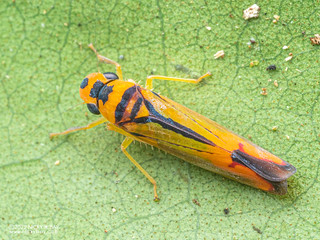Leafhopper (Cicadellidae) - P6099974