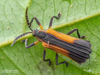 Leaf beetle (Sceloenopla sp.) - P6099797